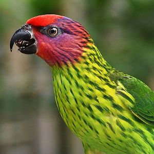 Goldie's Lorikeet (Psitteuteles goldiei)