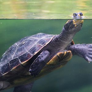 Yellow-spotted Amazon River Turtle (Podocnemis unifilis)