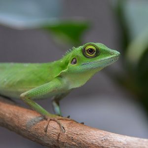 Green crested lizard (Bronchocela cristatella)