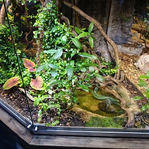 Skansen-Akvariet - Ratsnake exhibit