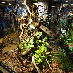 Skansen-Akvariet - Eyelash viper exhibit