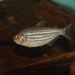 Zig zag tetra (Hyphessobrycon hexastichos)