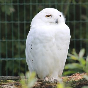 Snowy owl