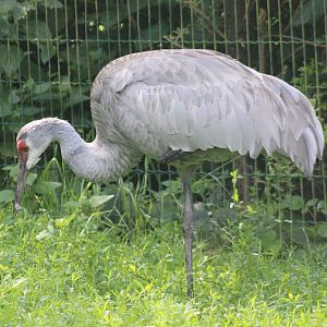 Sandhill crane