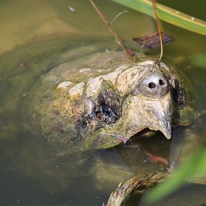 Alligator snapping turtle