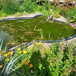 Out-door enclosure Alligator snapping turtle