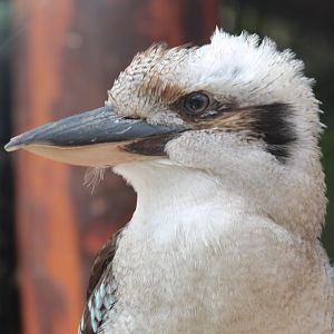 Kookaburra