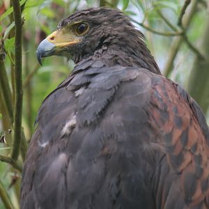 Harris's hawk