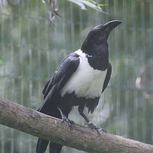 Pied crow