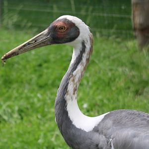 White-naped crane