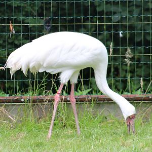 Siberian crane