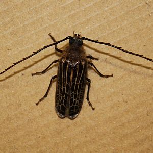 Huhu Beetle (Prionoplus reticularis)