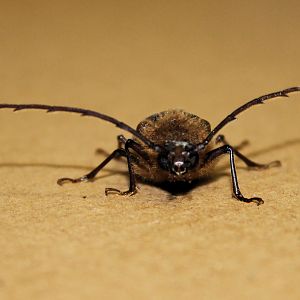 Huhu Beetle (Prionoplus reticularis)