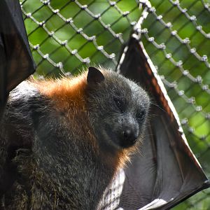 Grey-headed Flying-Fox