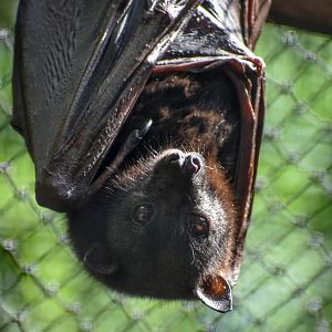 Little Red Flying-Fox
