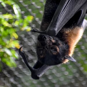 Spectacled Flying-Fox