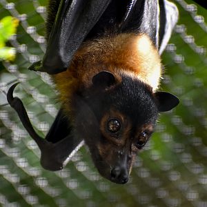 Spectacled Flying-Fox