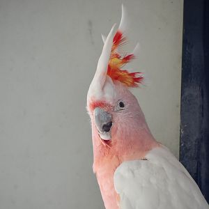 Major Mitchell's Cockatoo