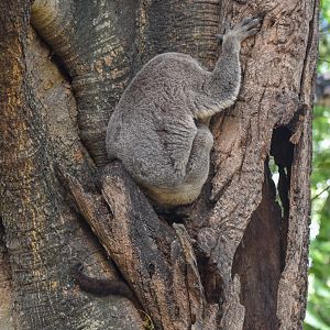 Captive Koala and Wild Possum