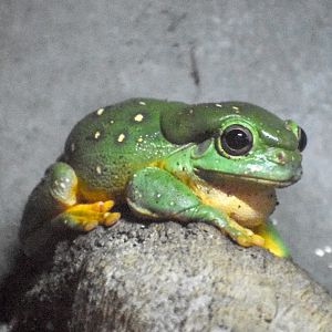 Magnificent Tree-Frog