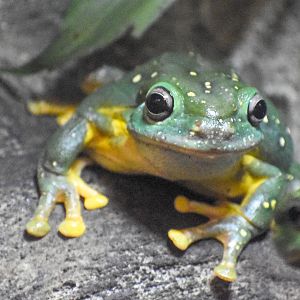 Magnificent Tree-Frog
