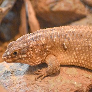Hosmer's Skink