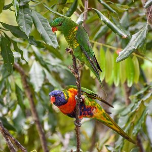 Rainbow and Scaly-breasted Lorikeets