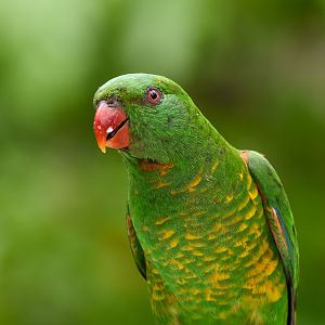 Scaly-breasted Lorikeet