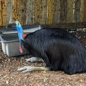 Southern Cassowary