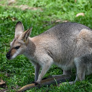 Red-necked Wallaby