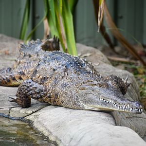 Freshwater Crocodile