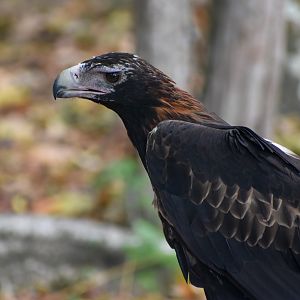 Wedge-tailed Eagle