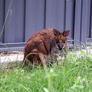 New Species: Red-legged Pademelon