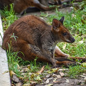 New Species: Red-legged Pademelon