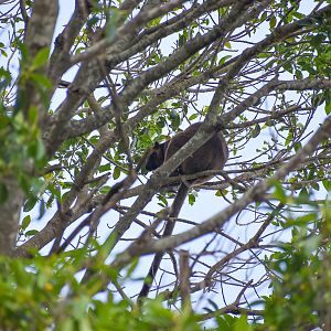 New Species: Lumholtz's Tree-Kangaroo in canopy