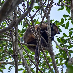 New Species: Lumholtz's Tree-Kangaroo in canopy
