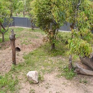 New Common Wombat Enclosure