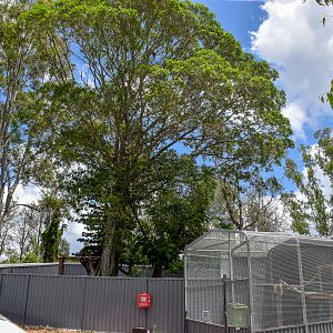 Spot the tree-roo!  - New Lumholtz's Tree Kangaroo Enclosure