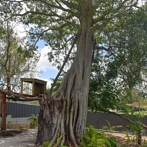 New Lumholtz's Tree Kangaroo Enclosure