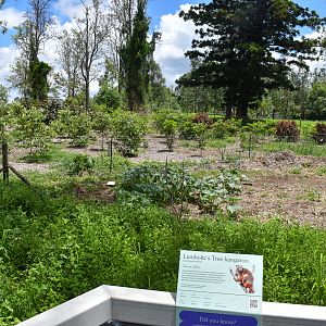 Tree-Kangaroo Browse Garden