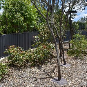 New Koala Enclosure - second exhibit