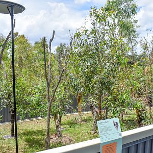 New Koala Enclosure - first exhibit
