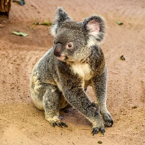 Koala