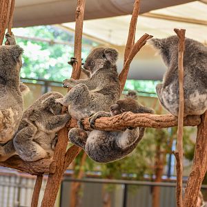 Koalas