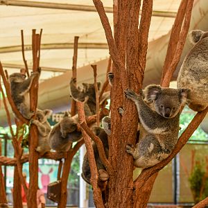 Koalas waiting for new eucalyptus