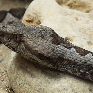 Vipera ammodytes