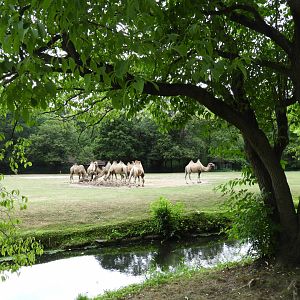 [2022] View of bactrian camel enclosure