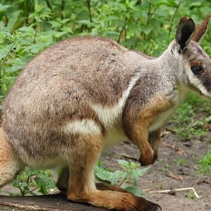 [2022] Yellow-footed rock wallaby