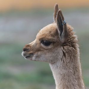 Young Vicuna, Twycross, UK