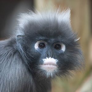 Dusky Langur, Twycross, UK